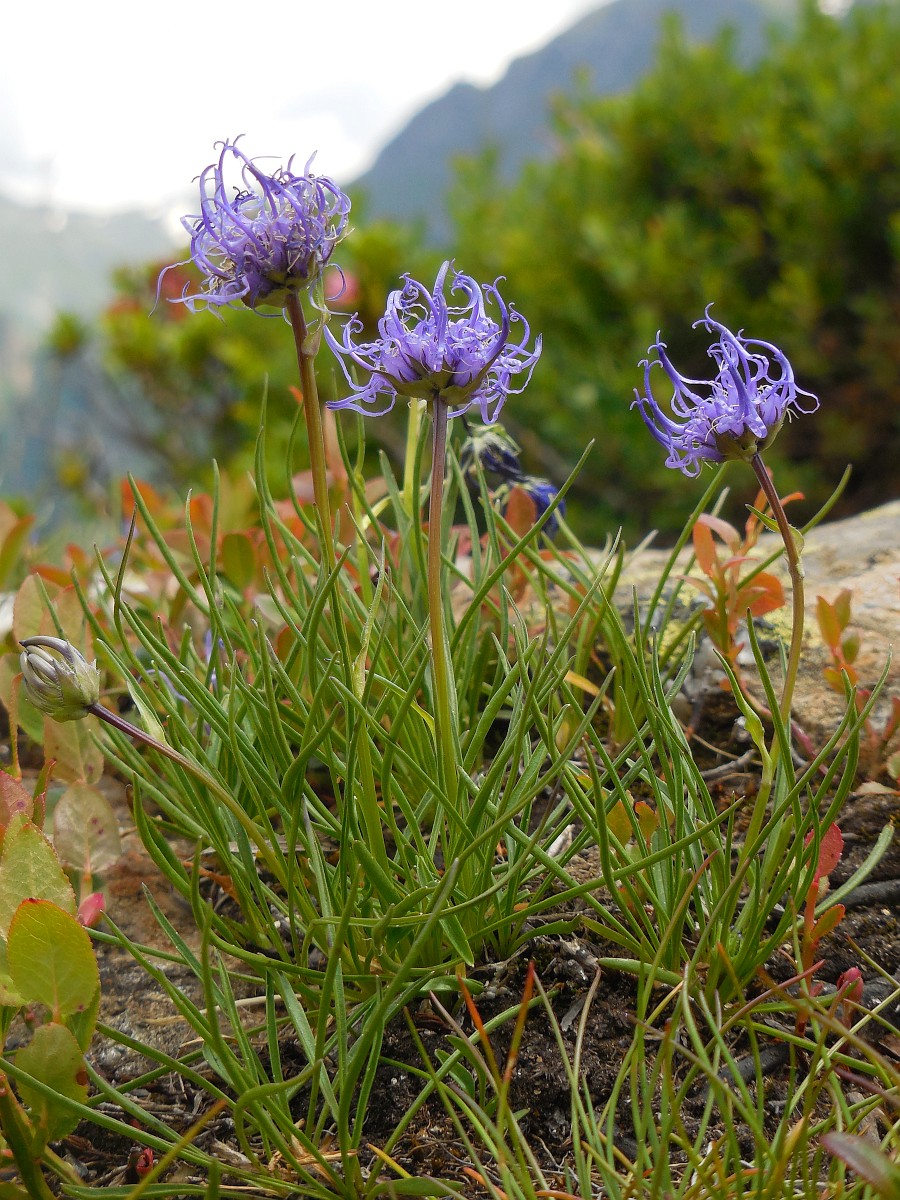 Phyteuma hemisphaericum